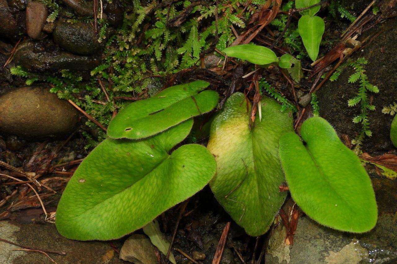 Hemionitis arifolia