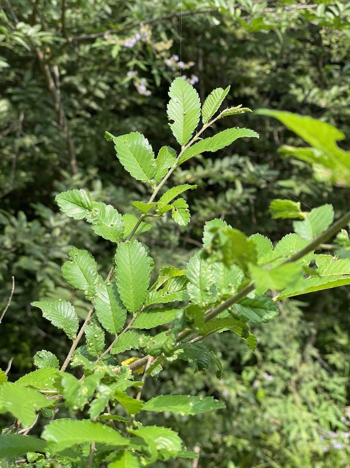 Hemiptelea davidii