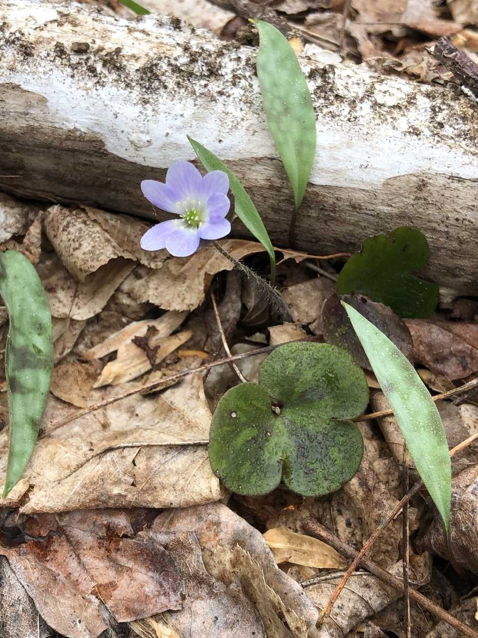 Hepatica americana