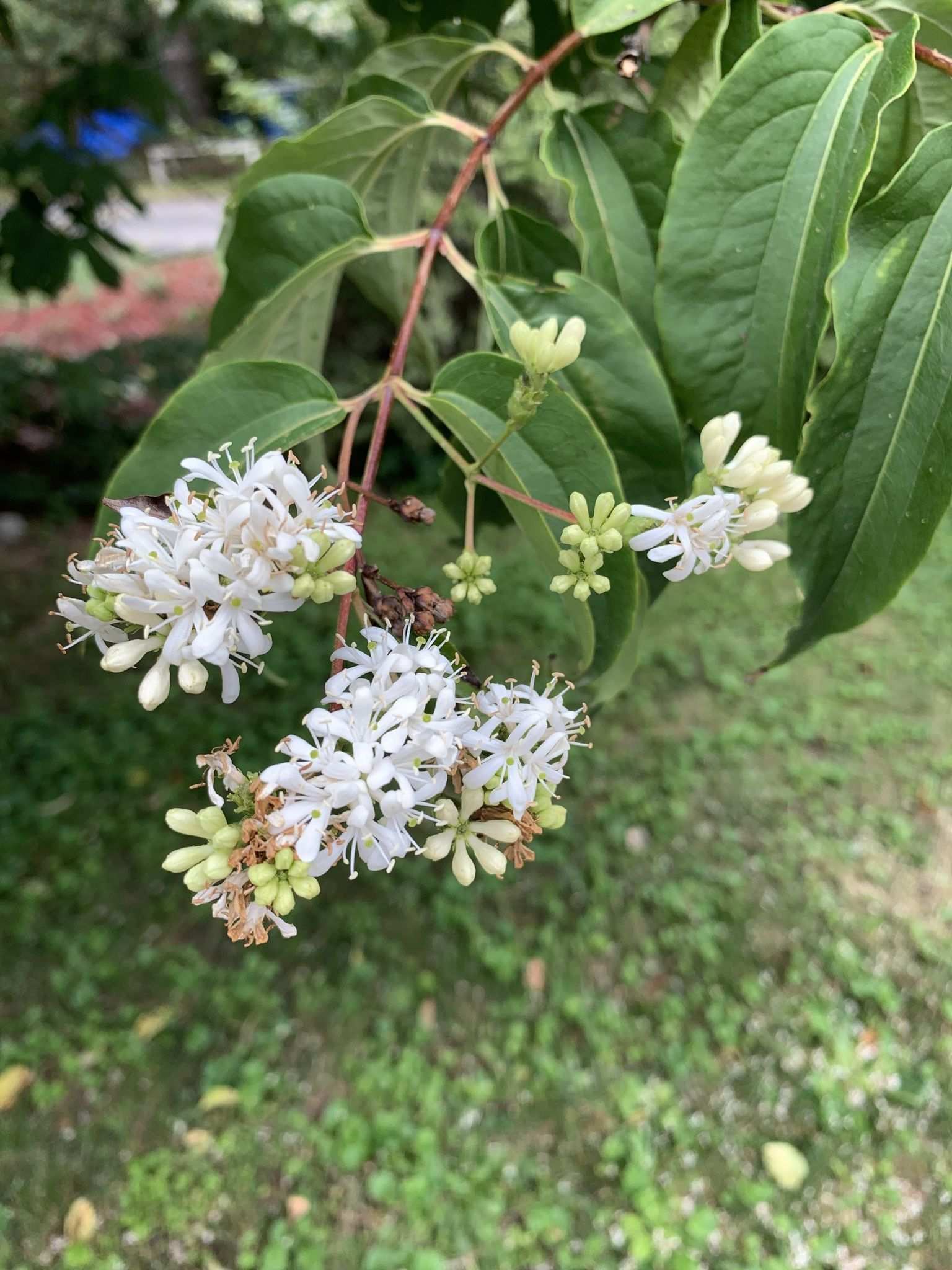 Heptacodium miconioides