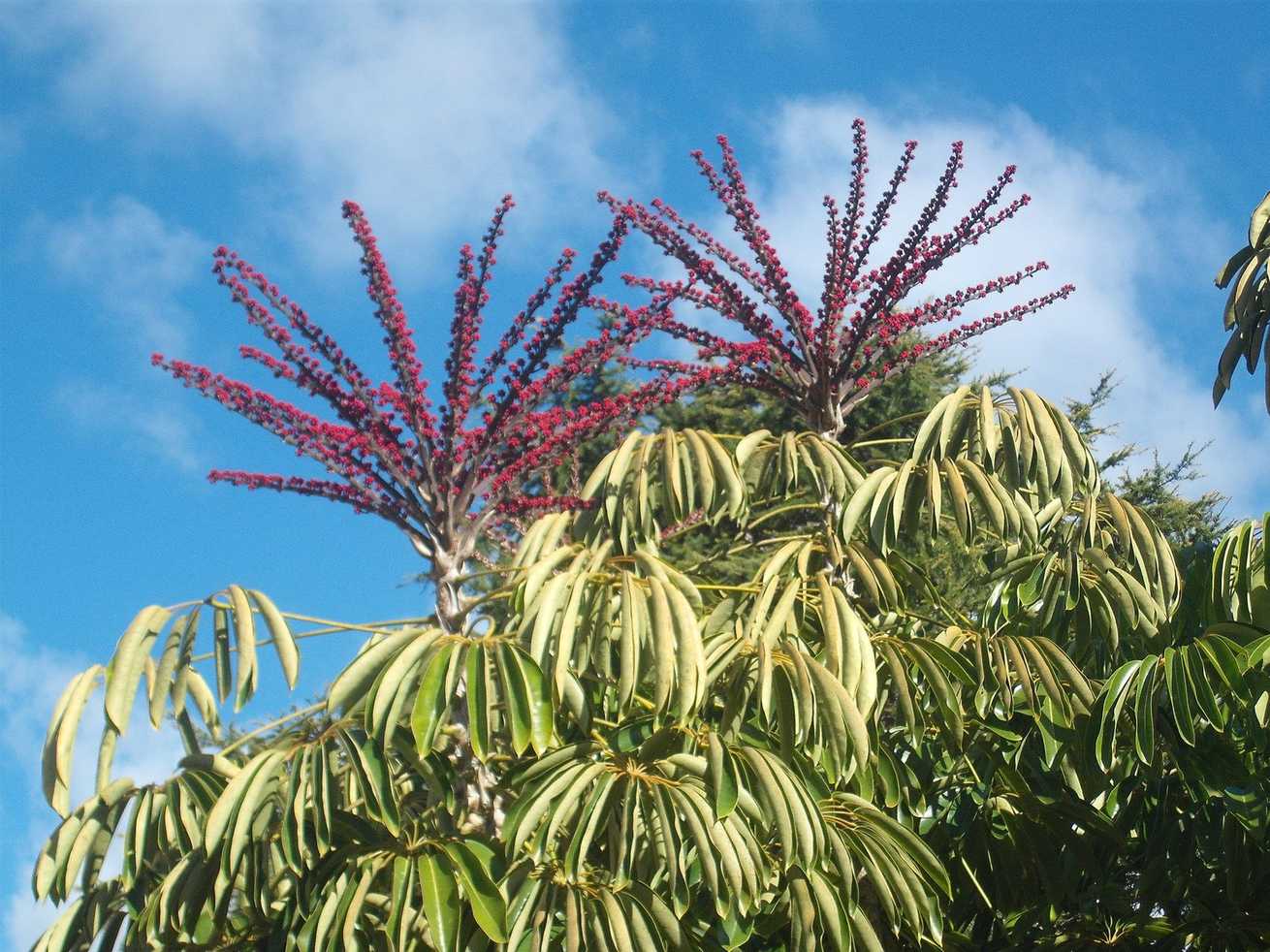 Heptapleurum actinophyllum