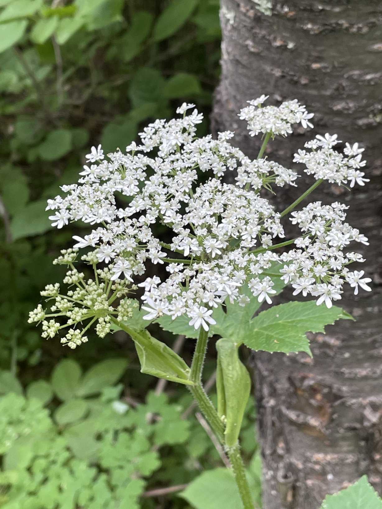Heracleum sphondylium