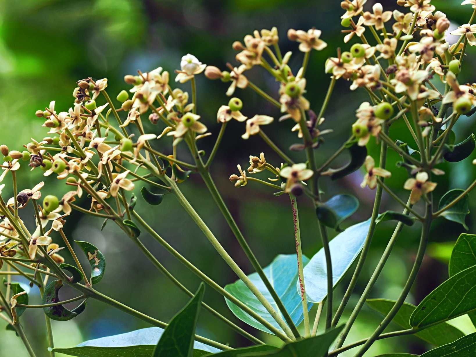 Hernandia cordigera