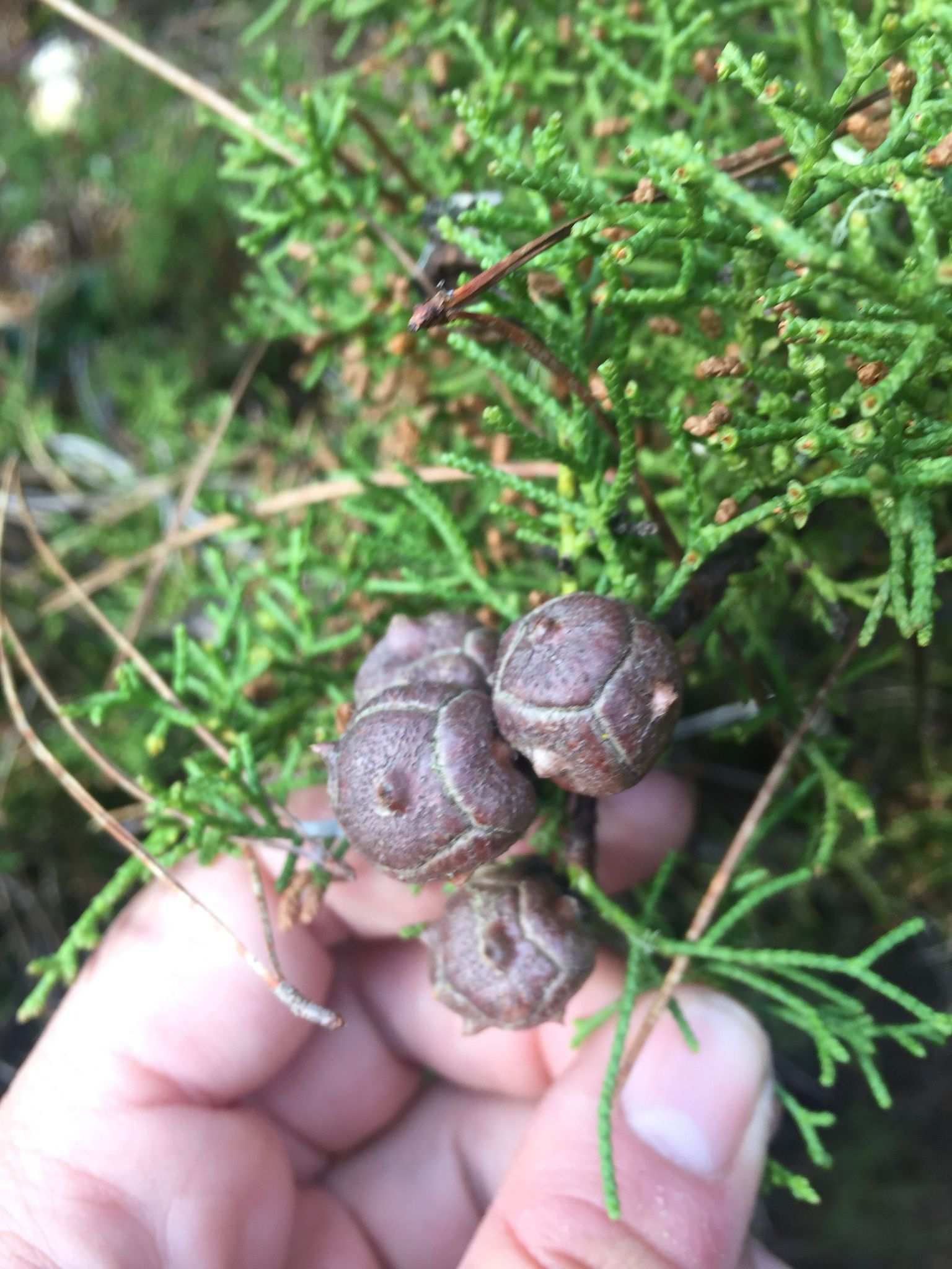 Hesperocyparis goveniana