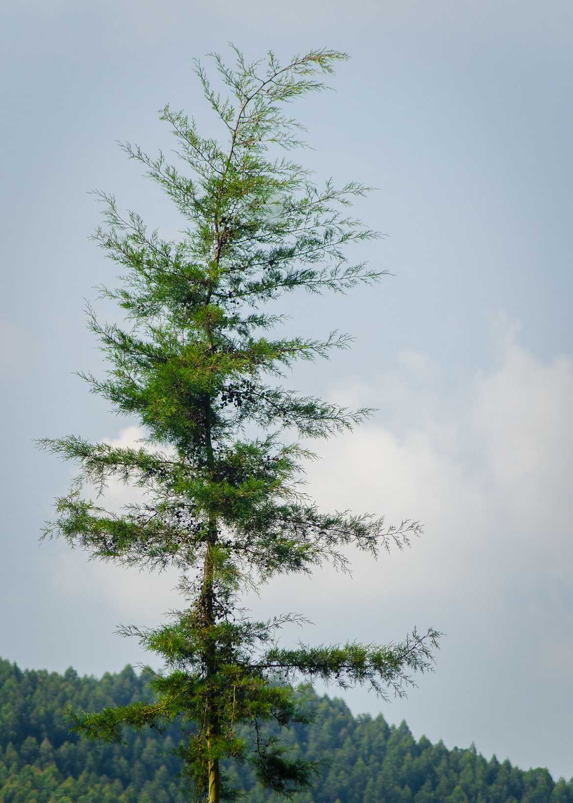 Hesperocyparis lusitanica