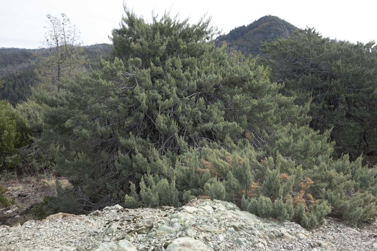 Hesperocyparis macnabiana