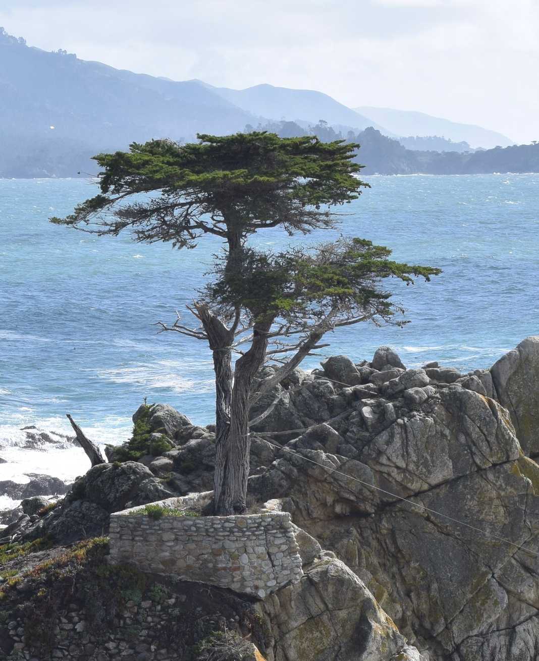 Hesperocyparis macrocarpa