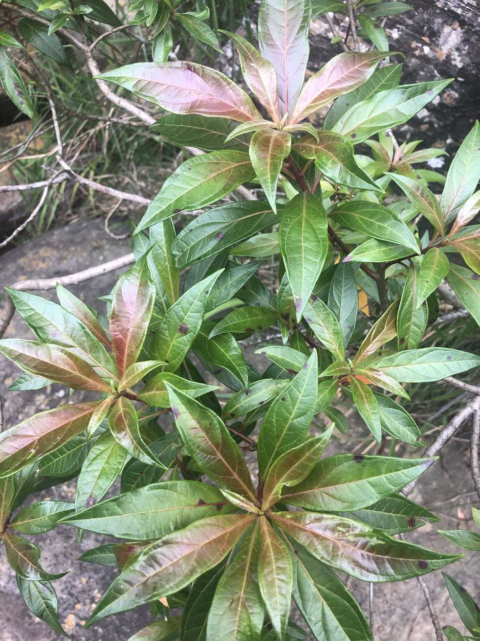 Heteropyxis canescens