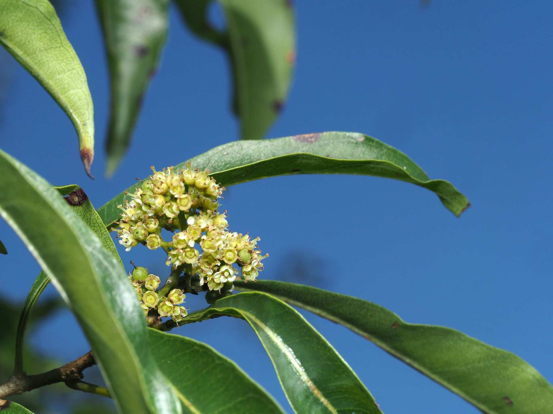 Heteropyxis natalensis