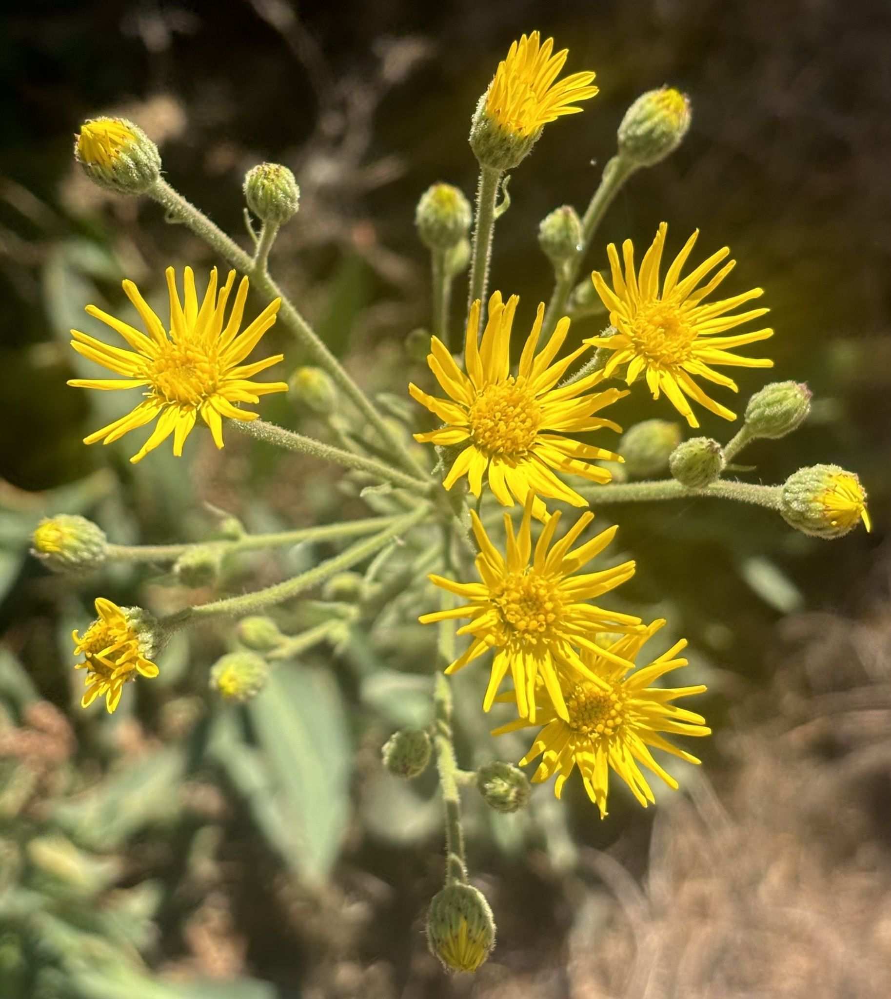 Heterotheca grandiflora