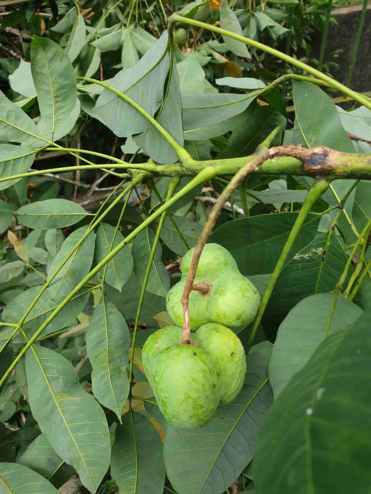 Hevea brasiliensis