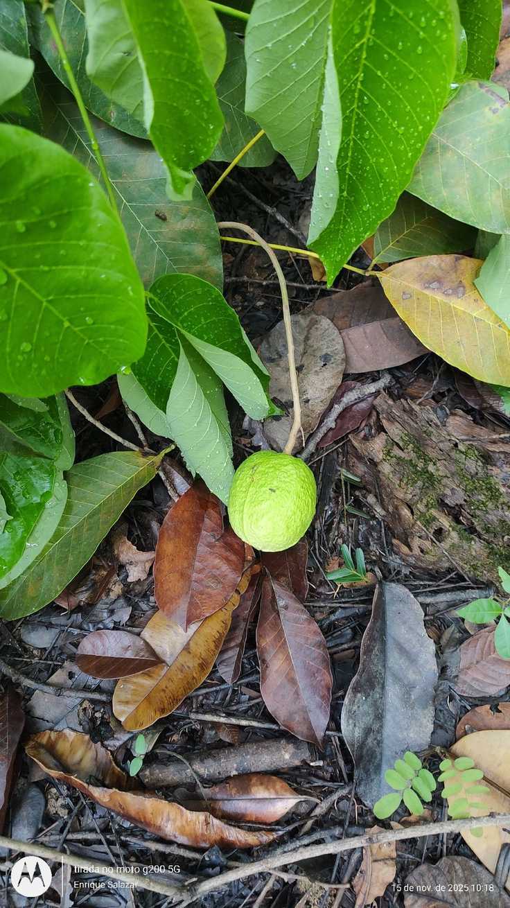 Hevea sp.