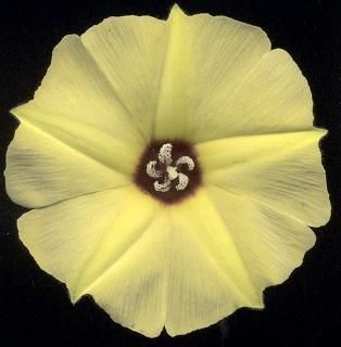 Hewittia sublobata