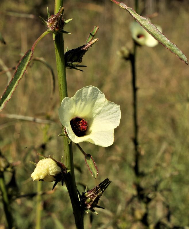 Hibiscus cannabinus