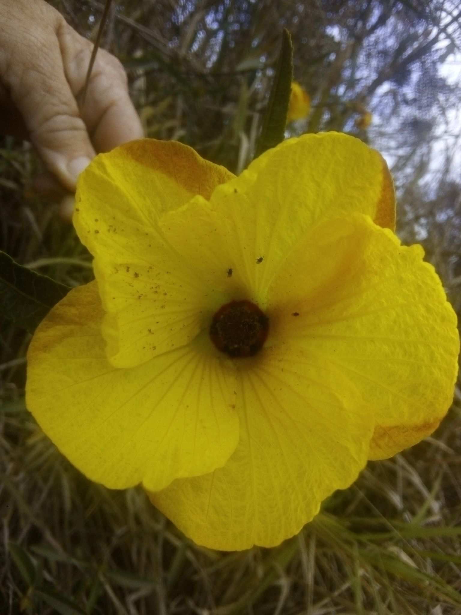 Hibiscus divaricatus
