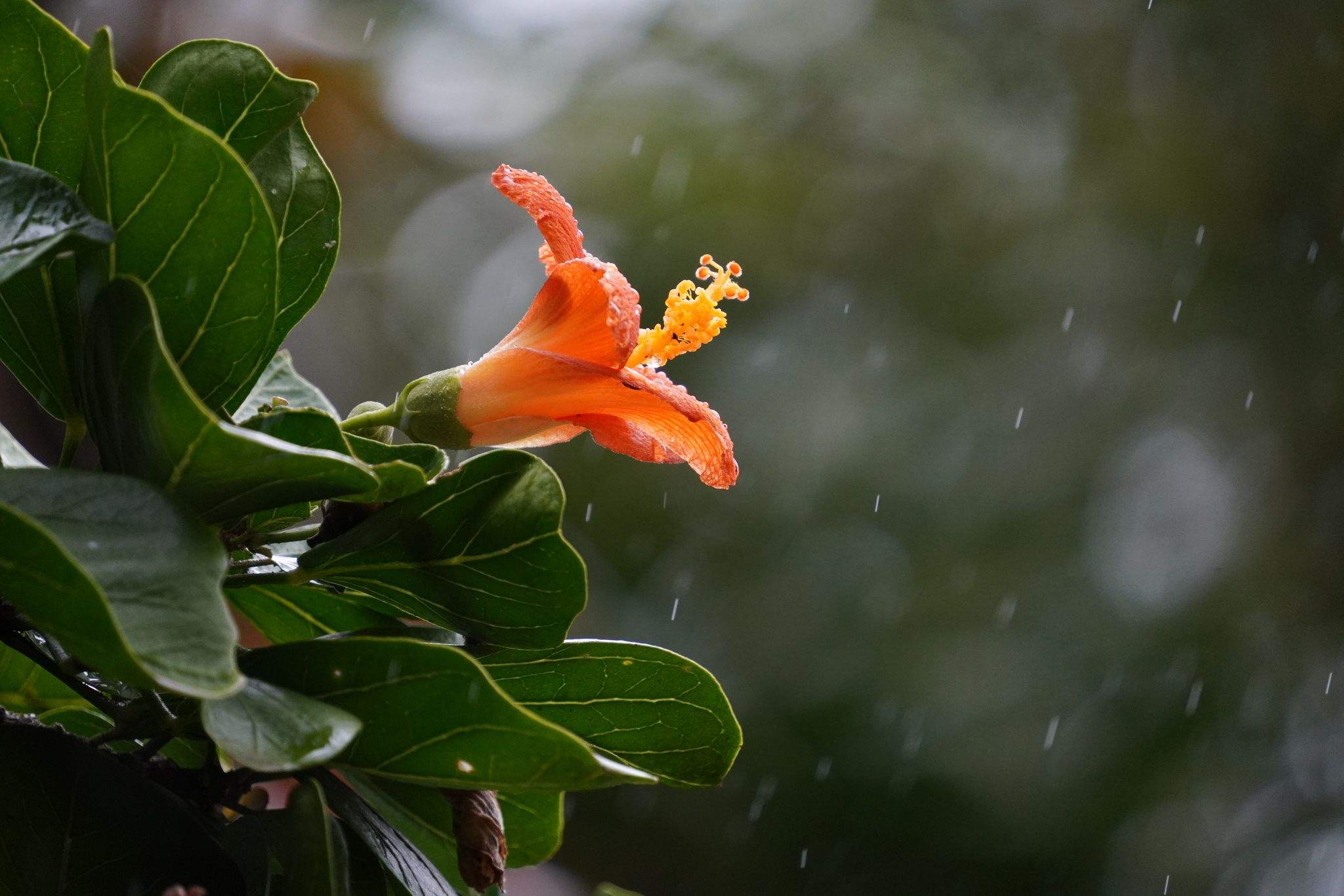 Hibiscus liliiflorus