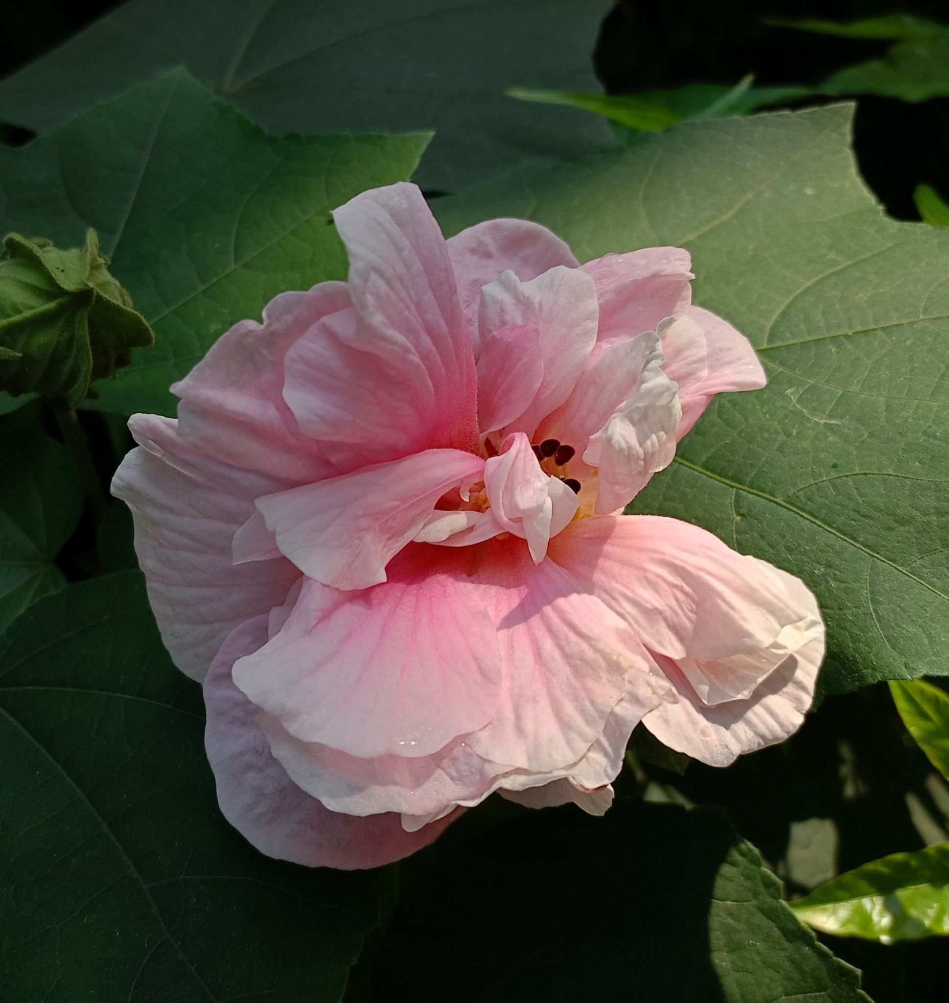 Hibiscus mutabilis