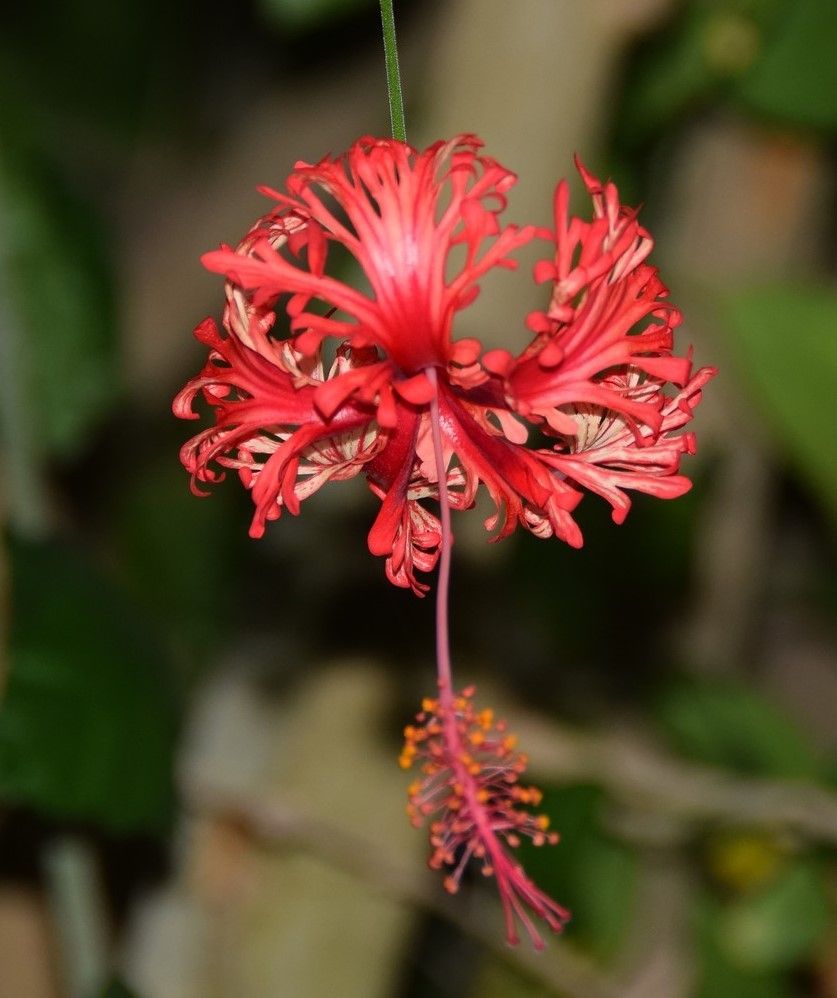 Hibiscus rosa-sinensis