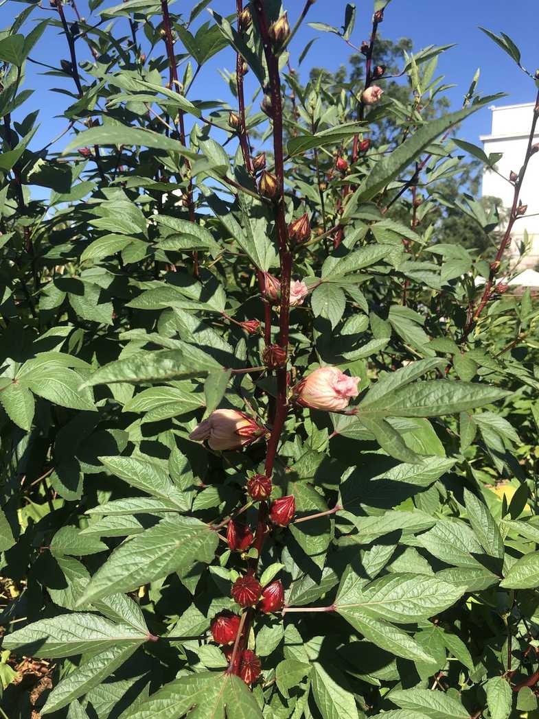 Hibiscus sabdariffa