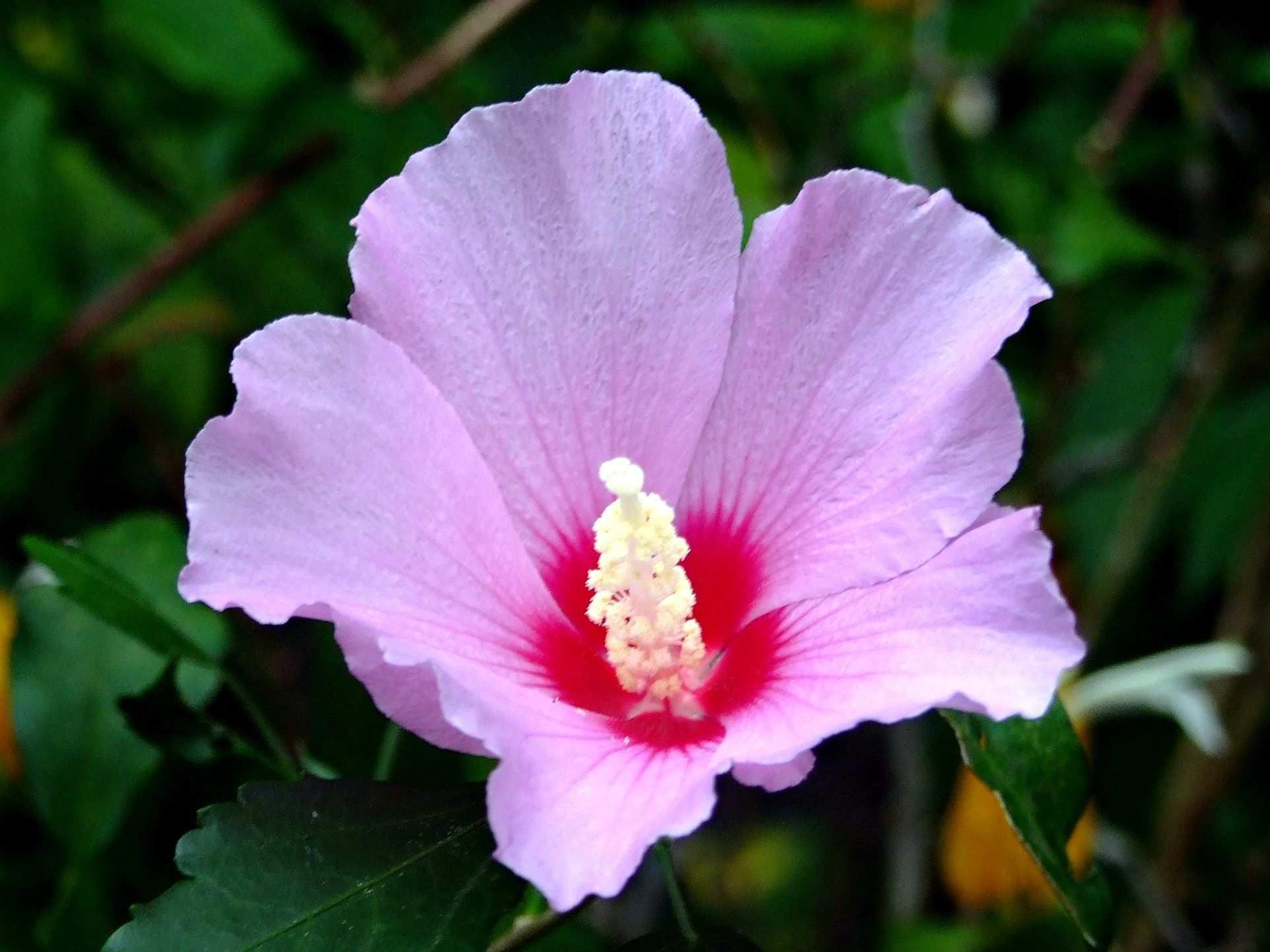 Hibiscus syriacus