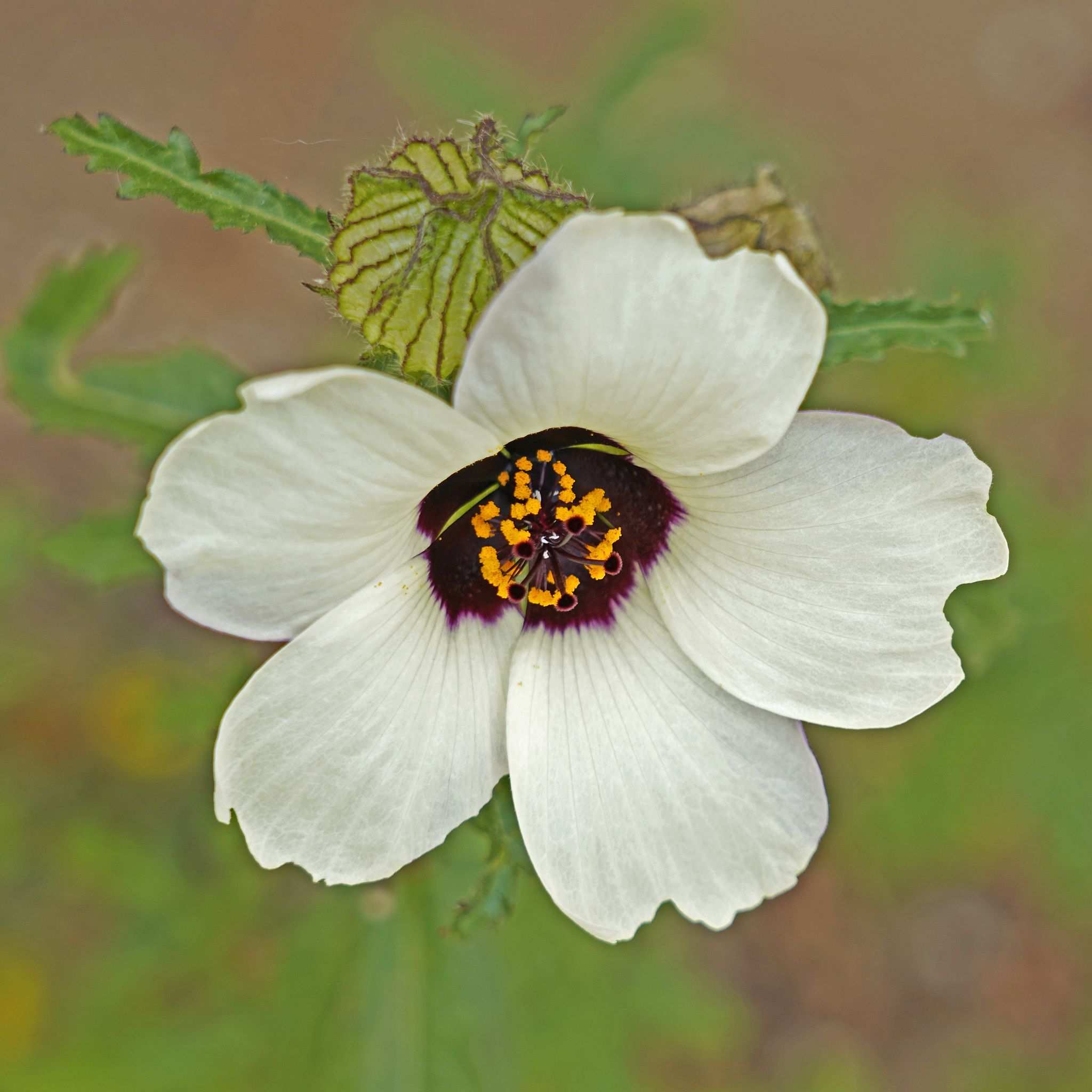 Hibiscus trionum