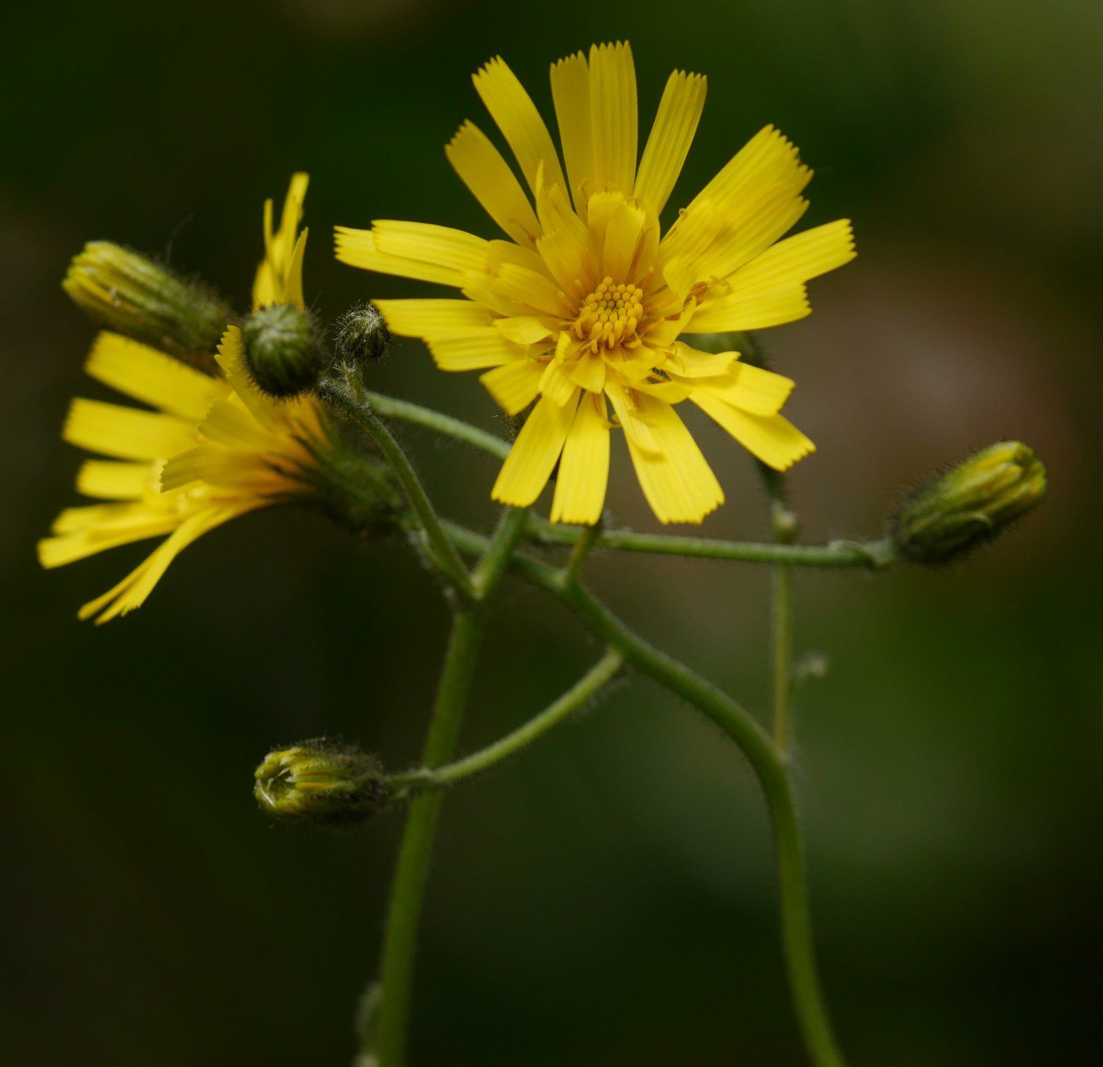 Hieracium sp.