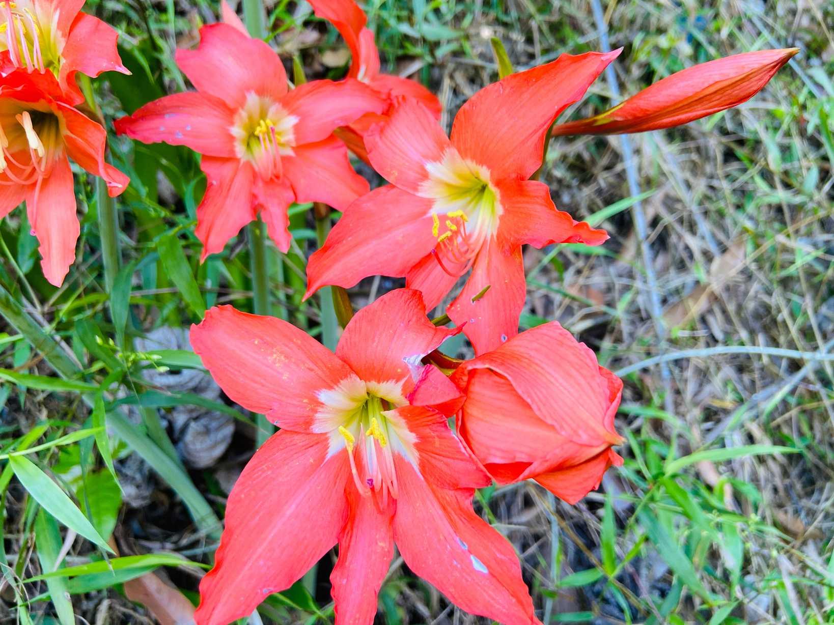 Hippeastrum