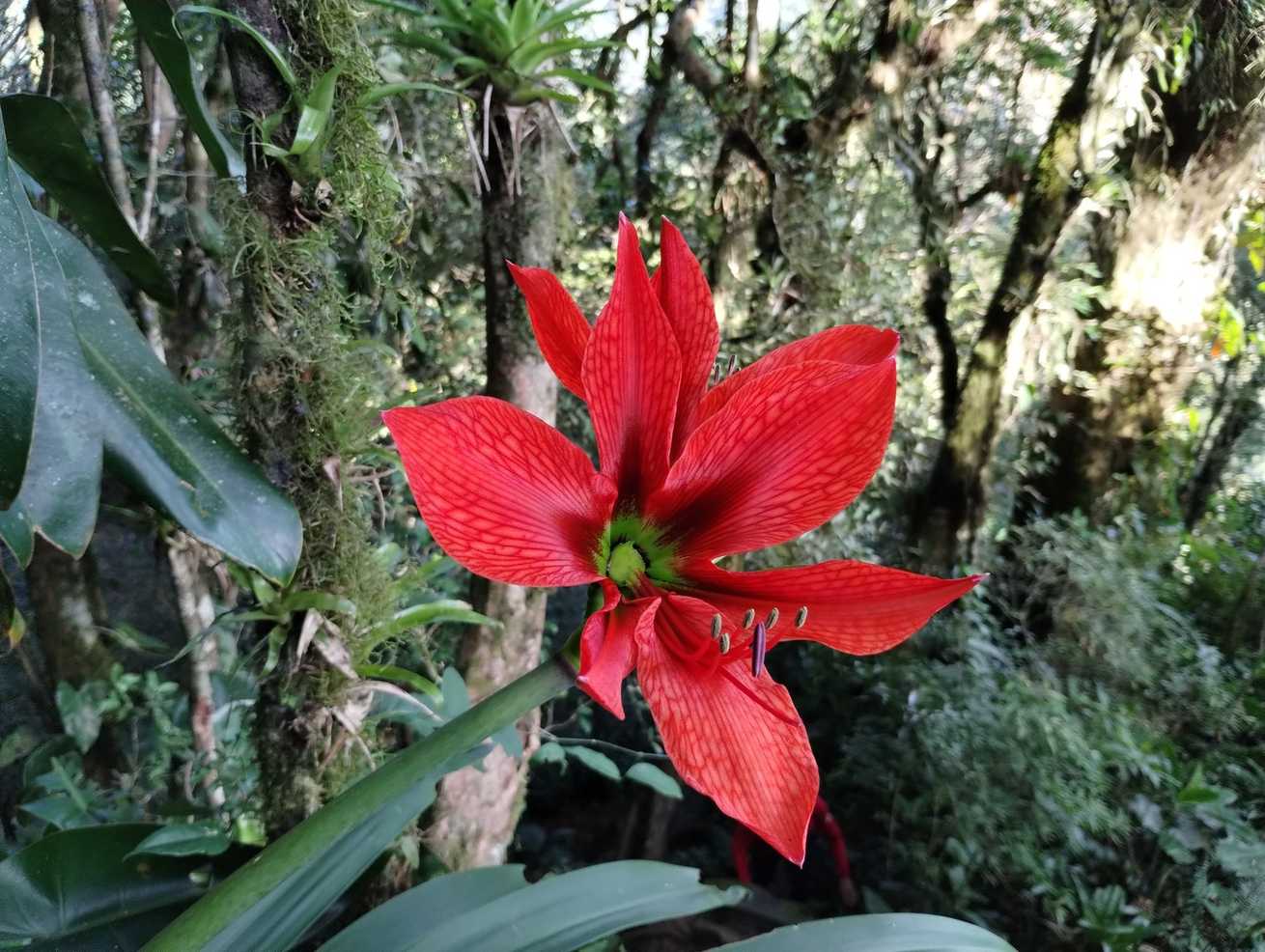 Hippeastrum aulicum
