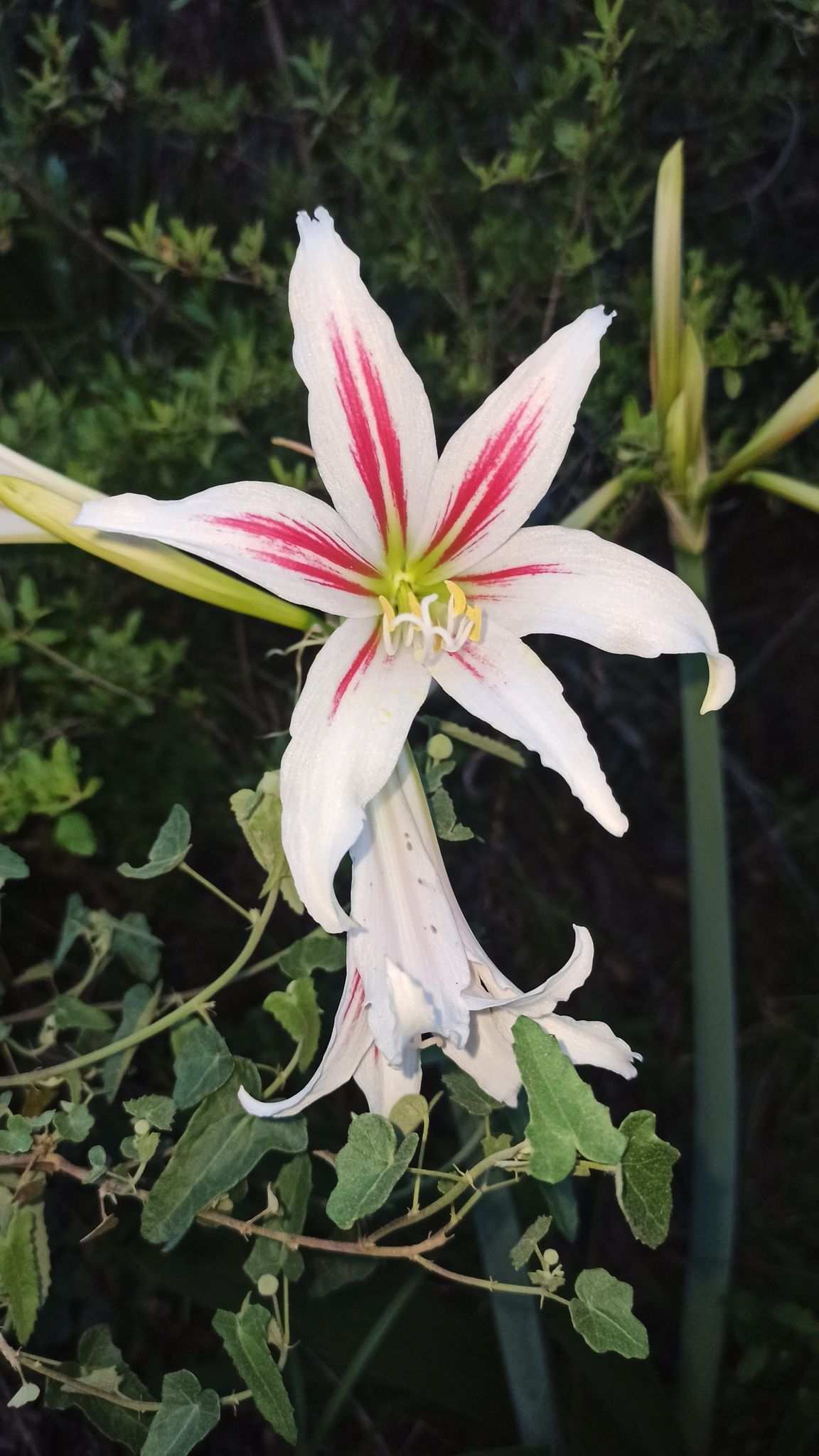 Hippeastrum vittatum