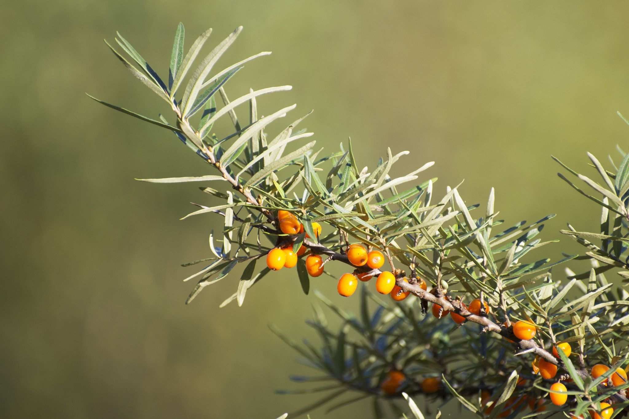 Hippophae rhamnoides