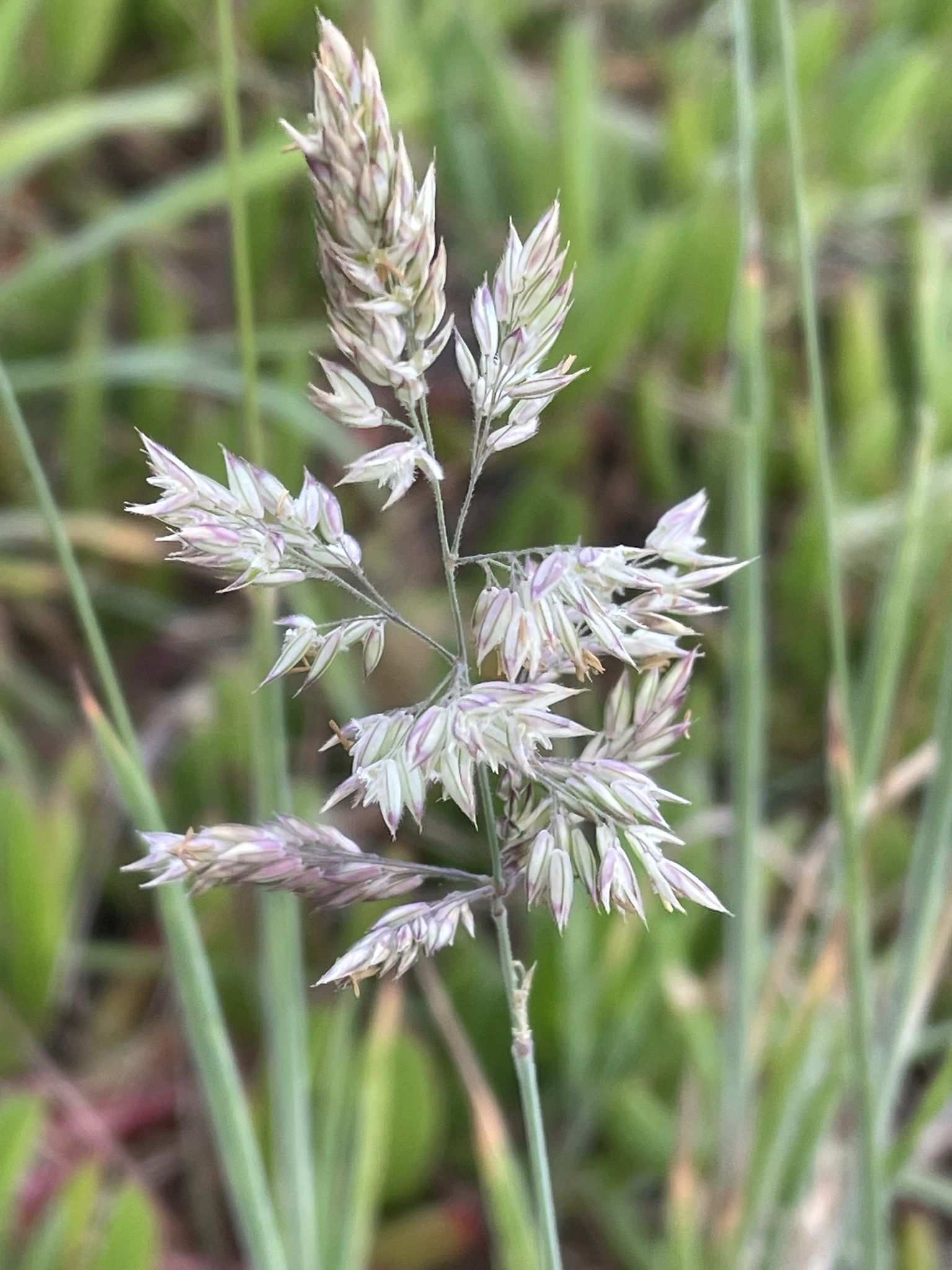 Holcus lanatus