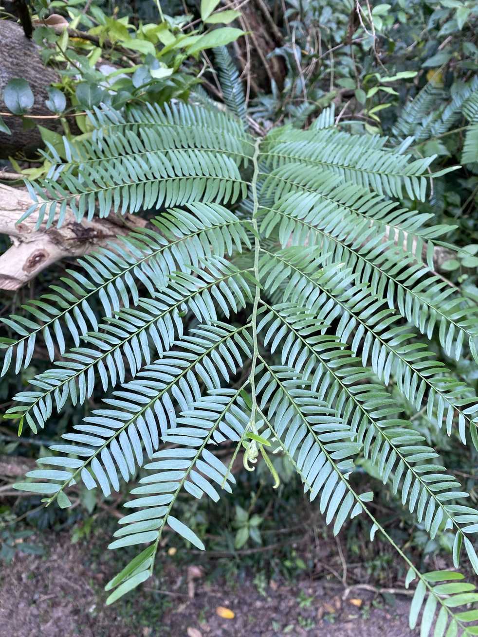 Holocalyx balansae