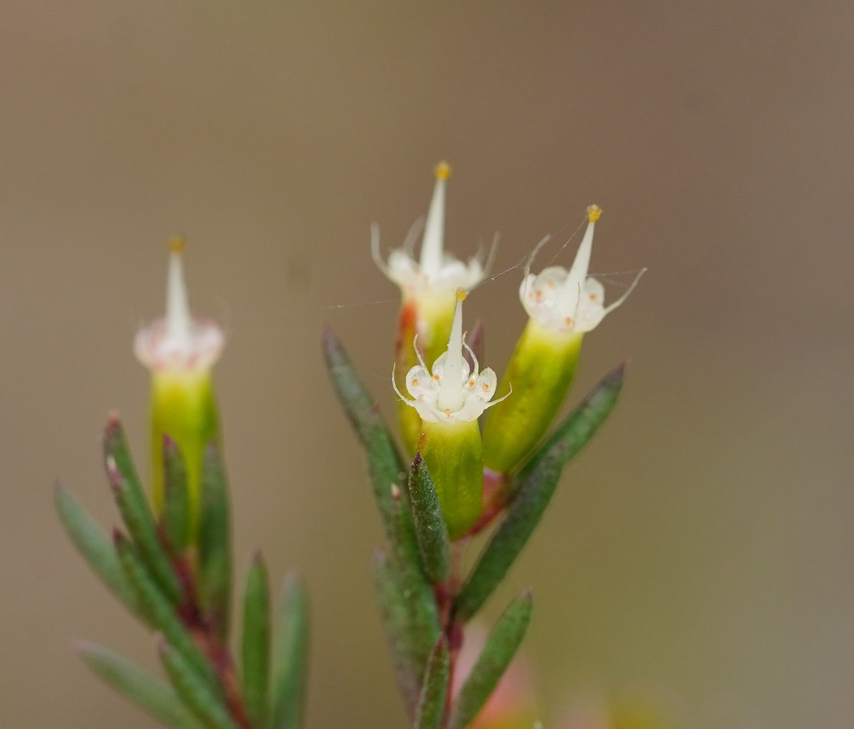 Homoranthus virgatus
