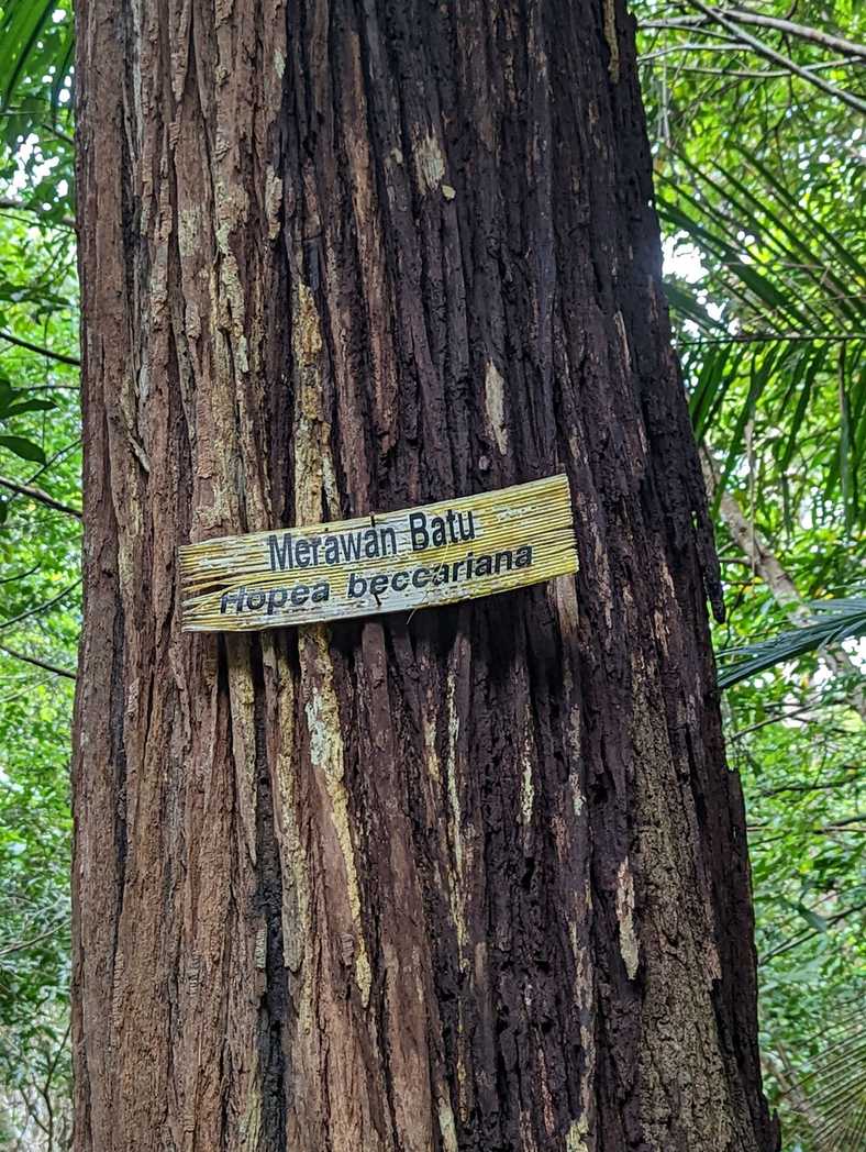 Hopea beccariana