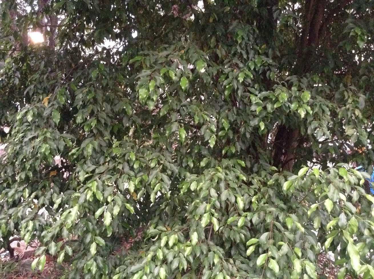 Hopea ferrea