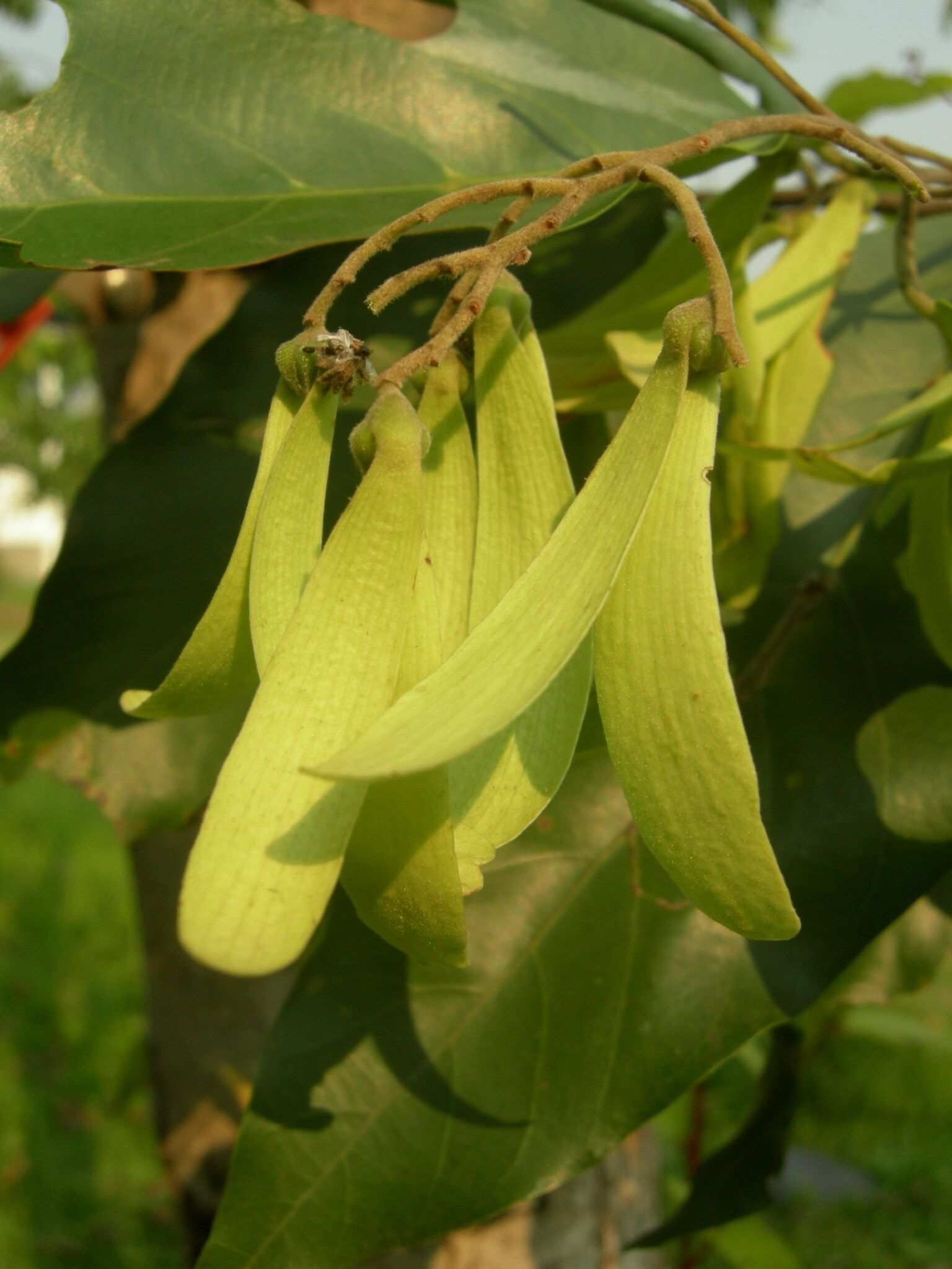 Hopea odorata