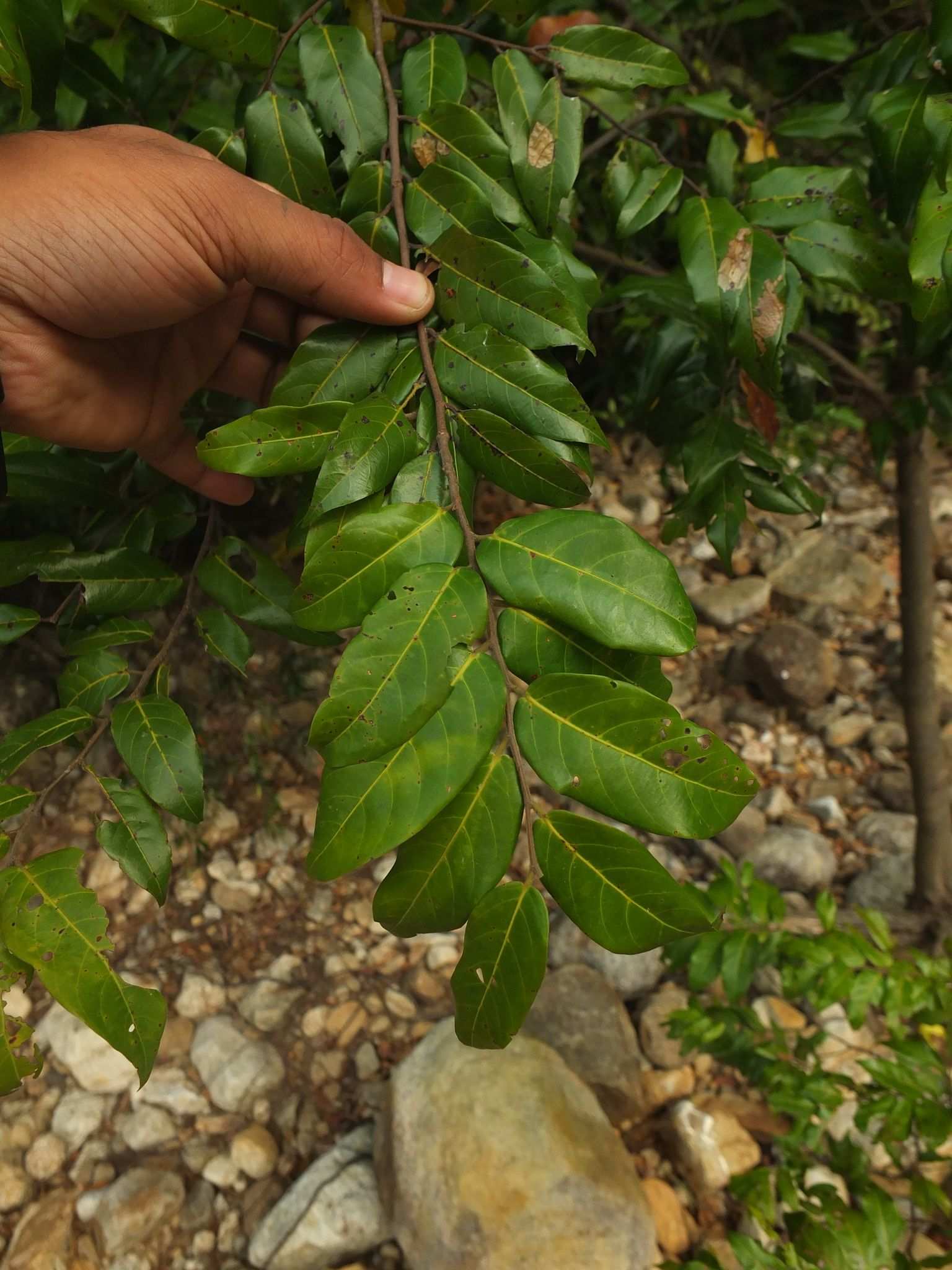 Hopea parviflora