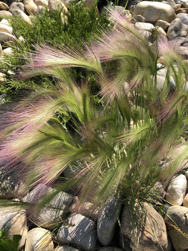 Hordeum jubatum
