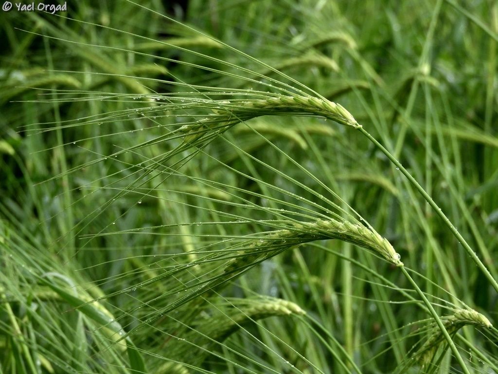 Hordeum sp.