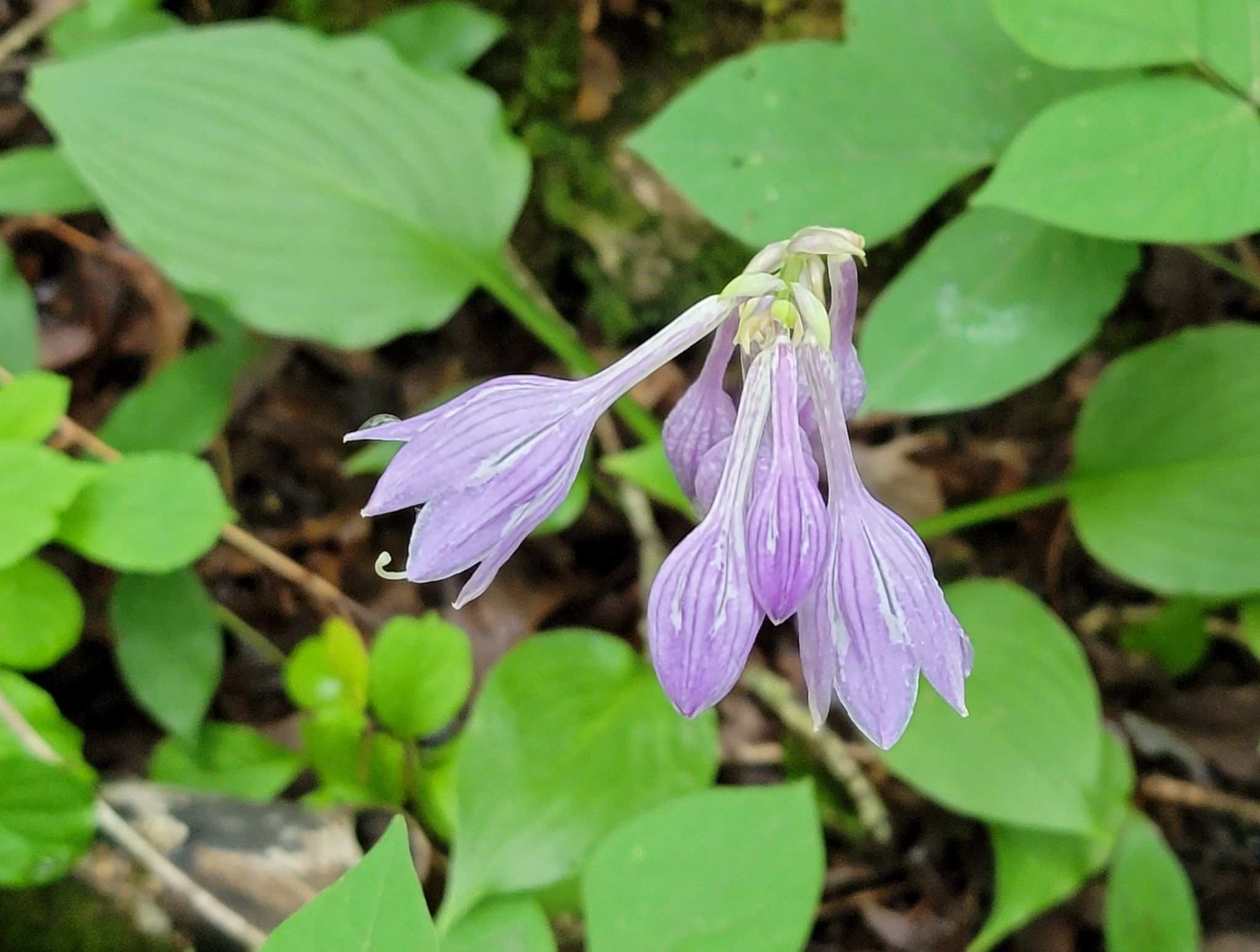 Hosta capitata