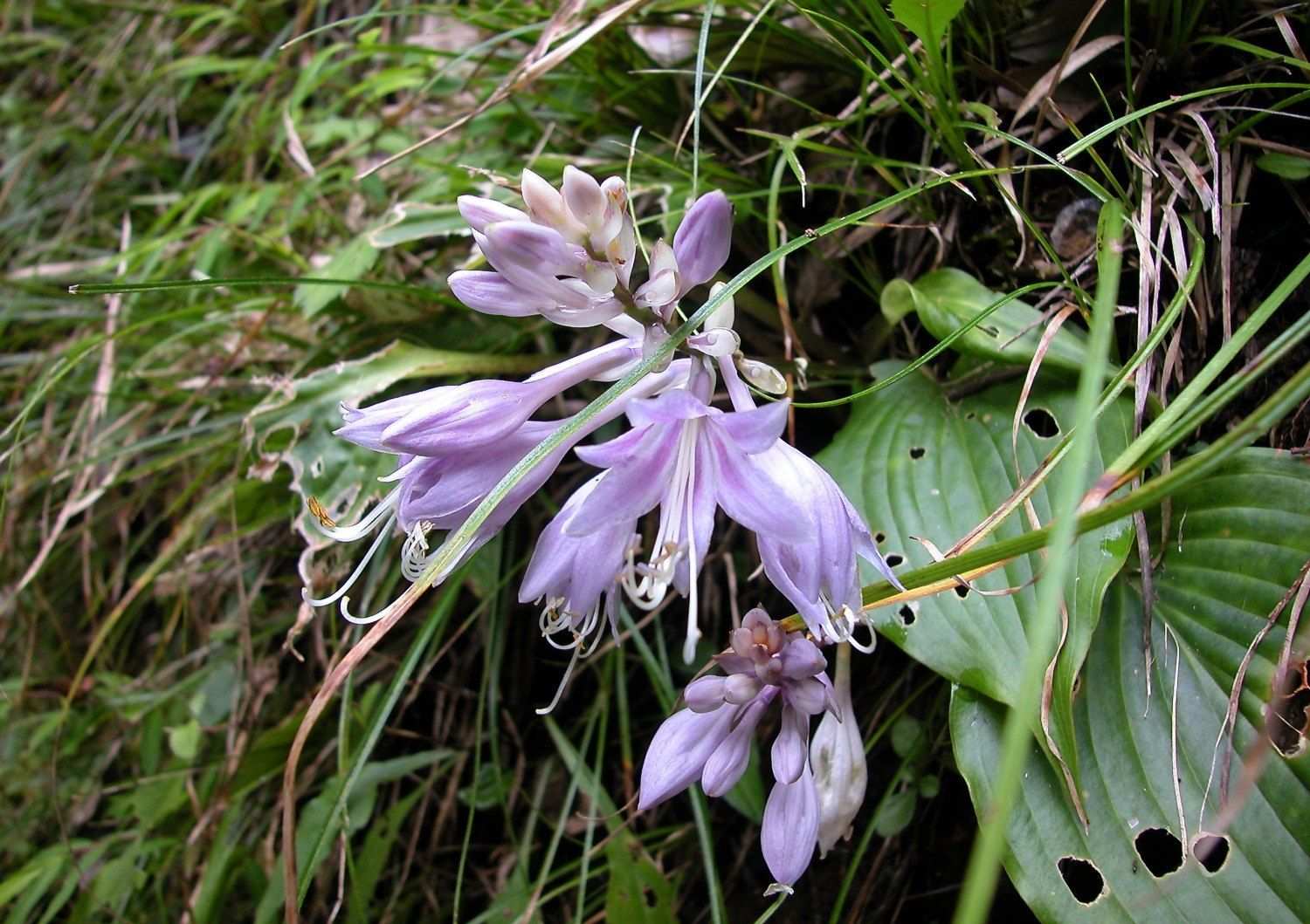 Hosta longipes