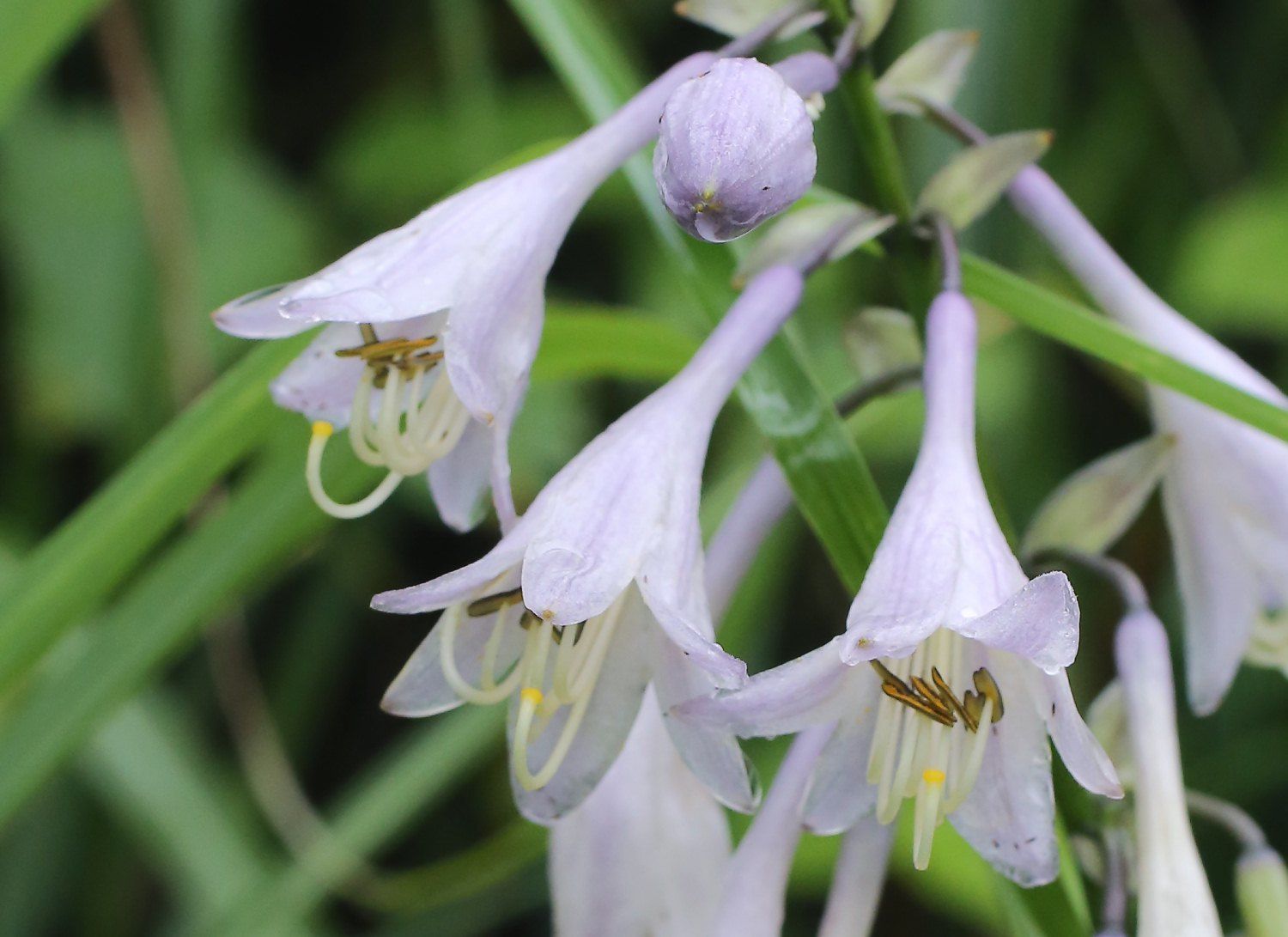 Hosta sieboldiana