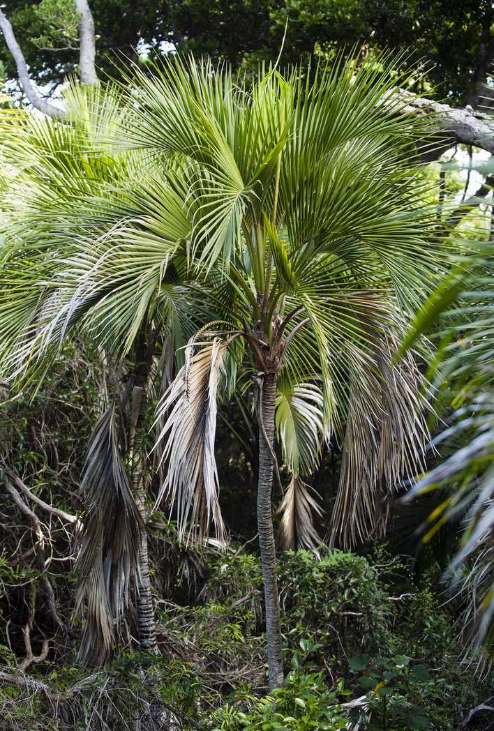 Howea belmoreana