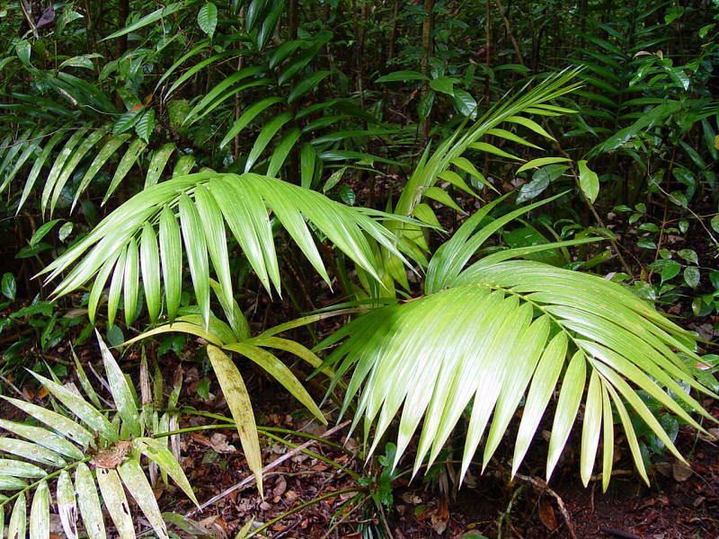 Howea forsteriana