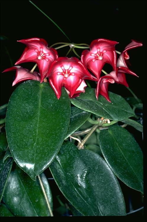 Hoya macgillivrayi