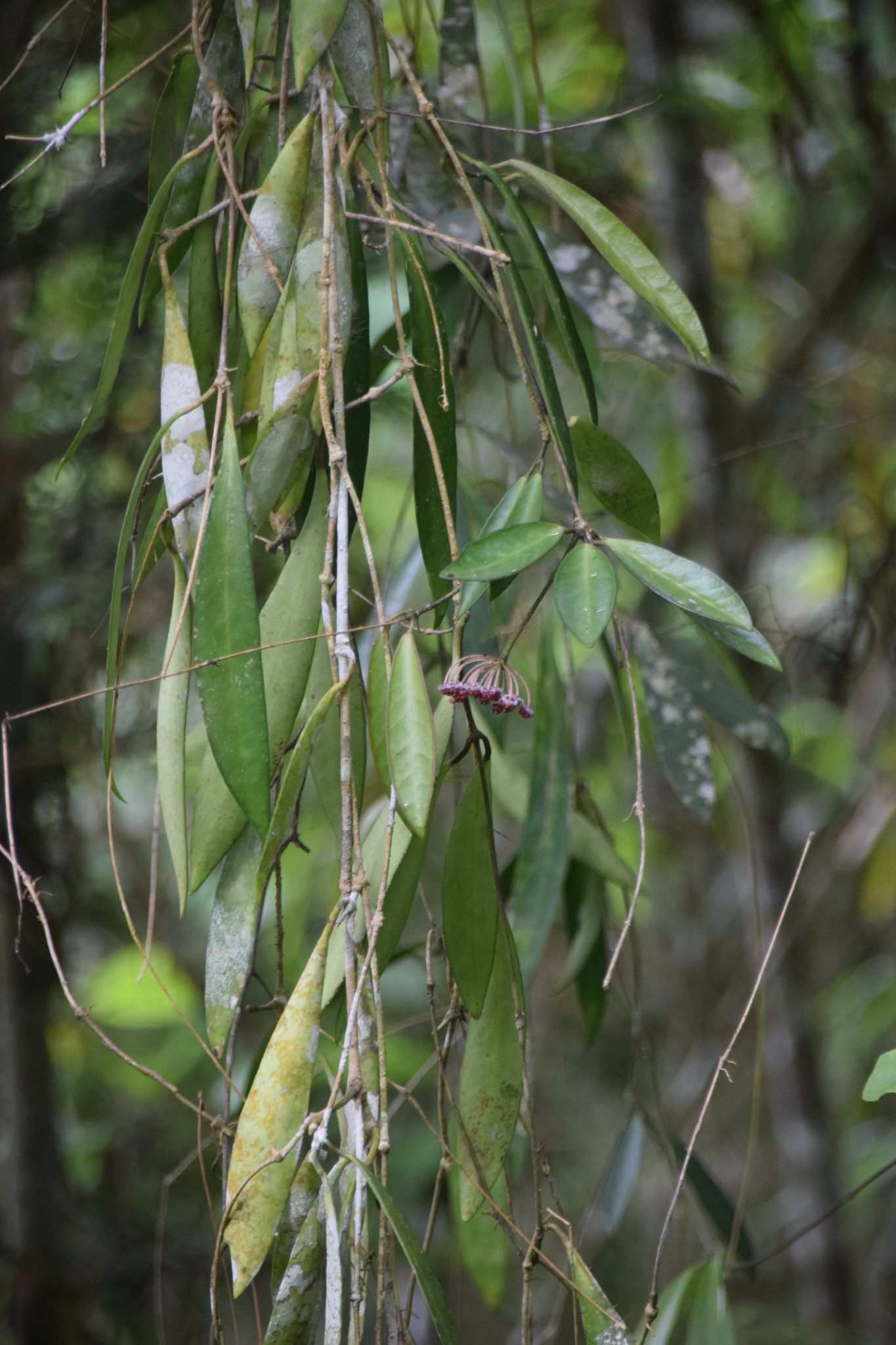 Hoya wayetii