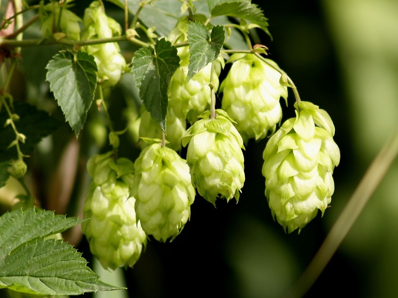 Humulus lupulus