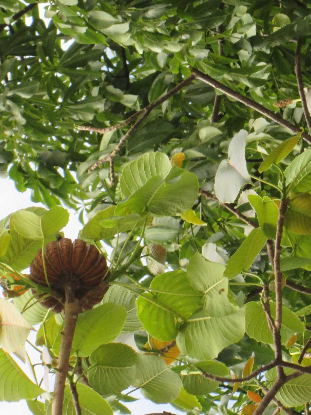 Hura polyandra
