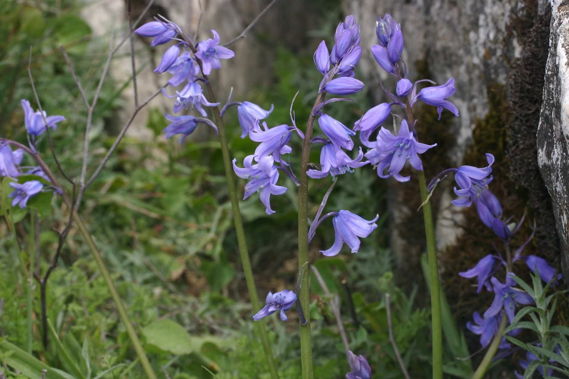 Hyacinthoides hispanica