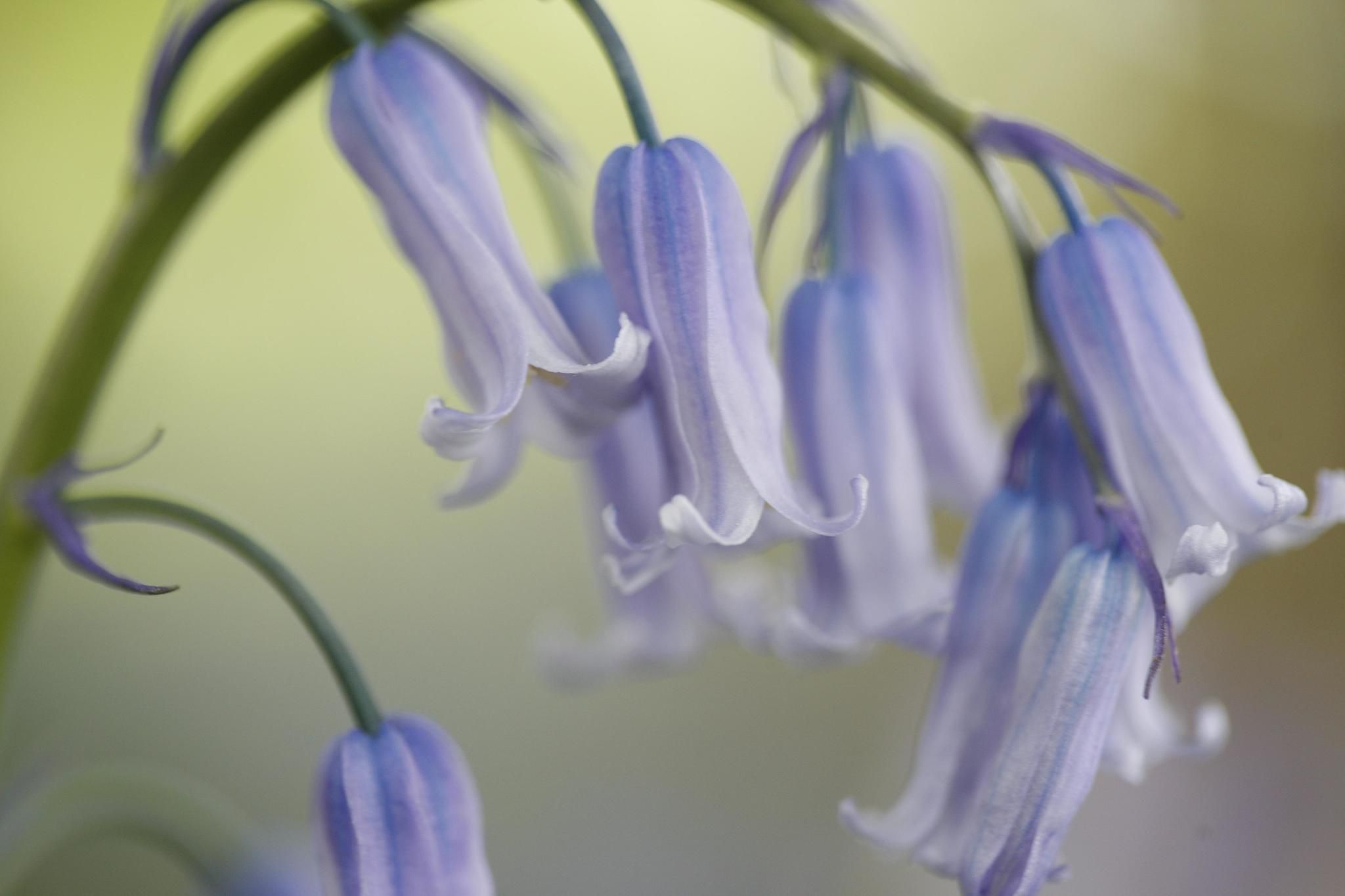 Hyacinthoides non-scripta